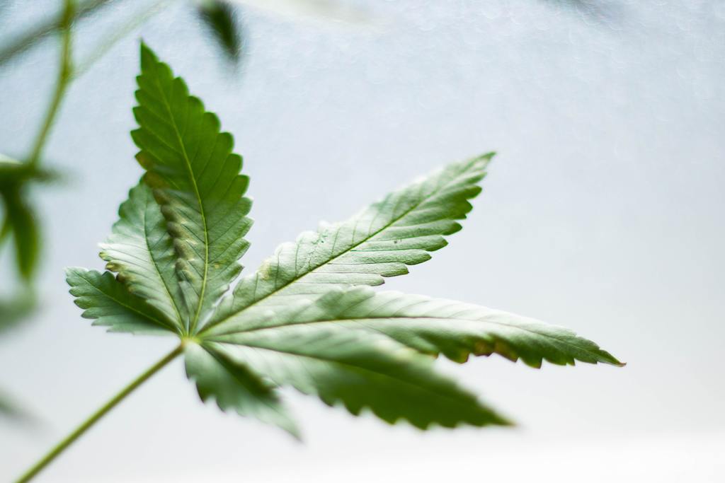 cannabis-cbd-hemp-plant
