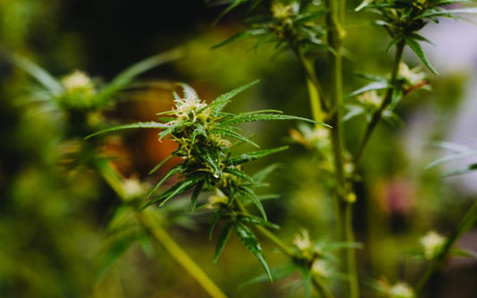 What are Terpenes? - HEMPER