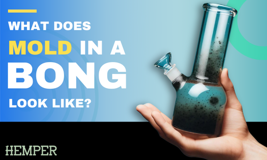 What Does Mold in a Bong Look Like and How to Fix It
